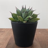 Agave Potatorum Cubic