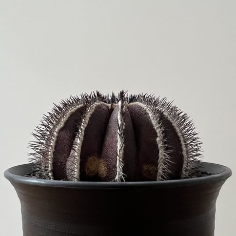 Uebelmannia Pectinifera