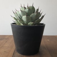 Agave potatorum 'Kissho Kan'
