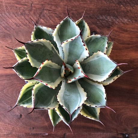 Agave potatorum  kishoukan
