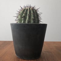 Copiapoa cinerea