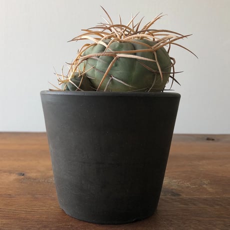 Gymnocalycium cardenasianum