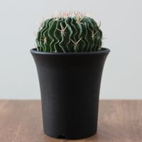 Echinofossulocactus lamellosus