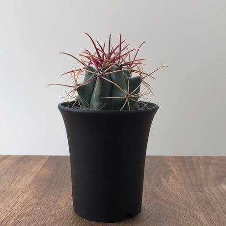 Ferocactus Cylindraceus