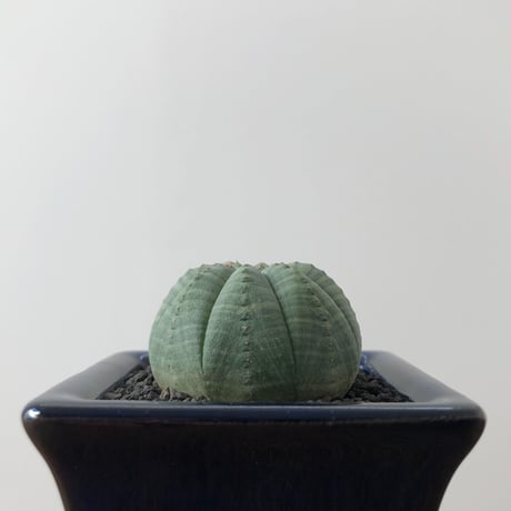 Euphorbia symmetrica