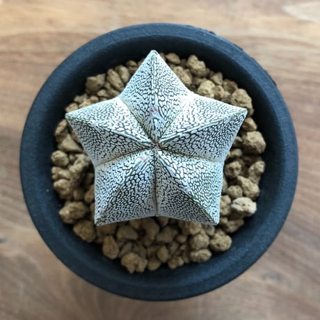 Astrophytum Myriostigma ONZUKA