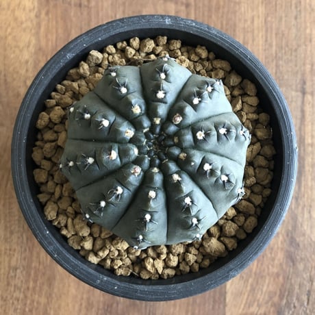 Gymnocalycium asterium