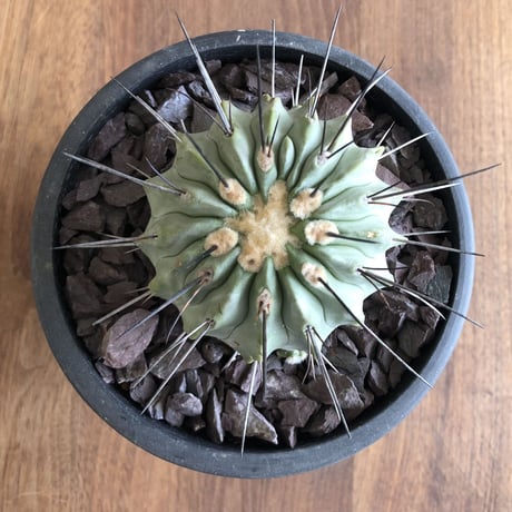 Copiapoa cinerea v. dealbata