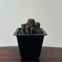 Sulcorebutia Rauschii