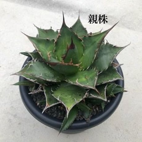 Agave Titanota