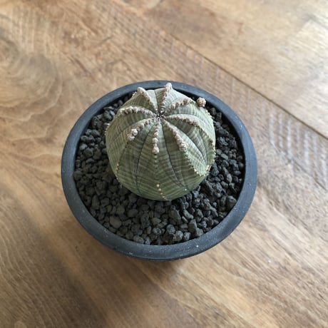 Euphorbia Symmetrica