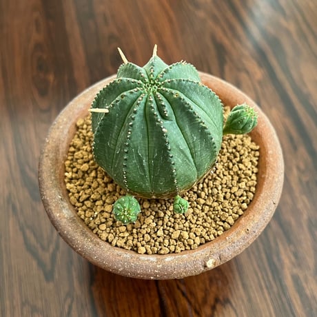 Euphorbia obesa