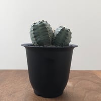 Echinocereus knippelianus