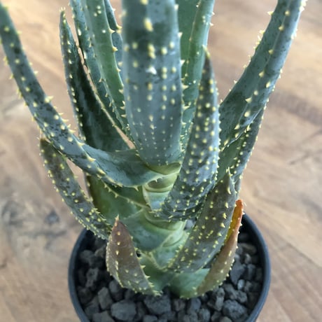 Aloe dichotoma