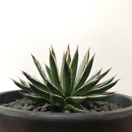 Agave filifera ssp. schidigera White Strip
