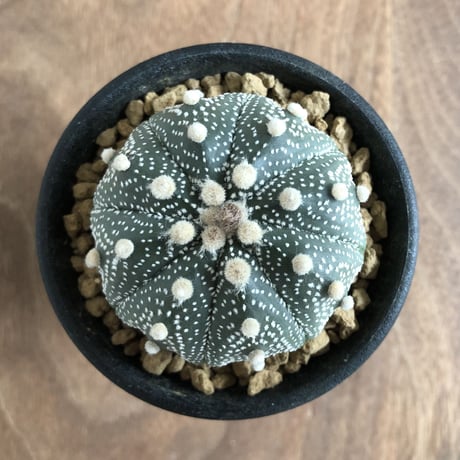 Astrophytum asterias  3set