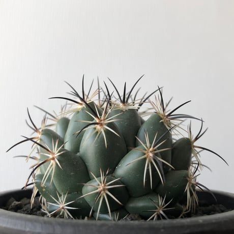 Coryphantha   cornifera
