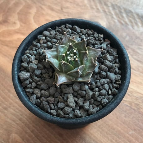 Obregonia Denegrii