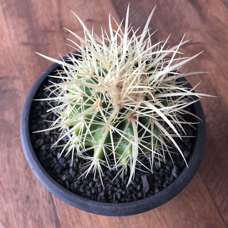 Echinocactus grusonii
