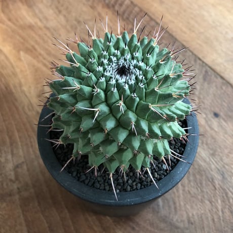 Mammillaria Vagaspina