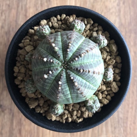 Euphorbia symmetrica