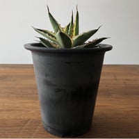 Agave lophantha f. variegata