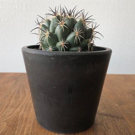 Coryphantha   cornifera