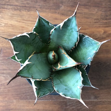 Agave titanota