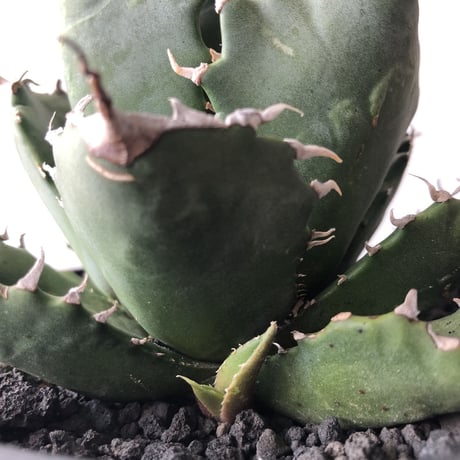 Agave  titanota FO-076