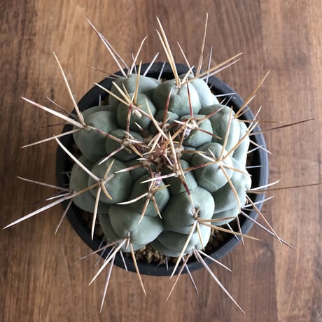 Thelocactus hexaedrophorus