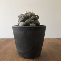 Ariocarpus fissuratus v.lloydii