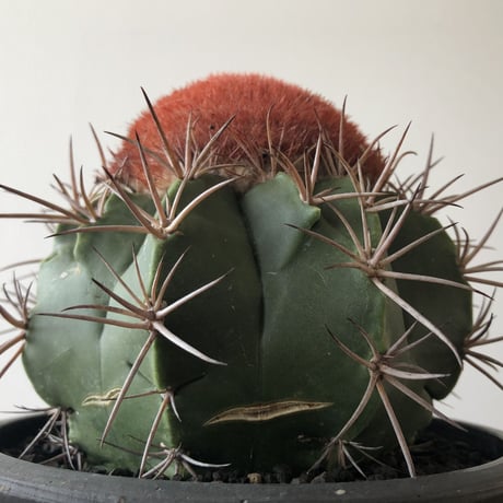 Melocactus