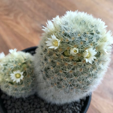 Mammillaria Carmenae