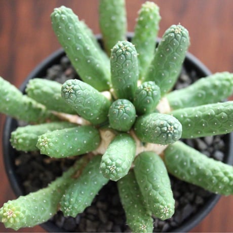 Euphorbia Inermis