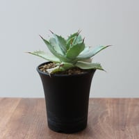 Agave Potatorum