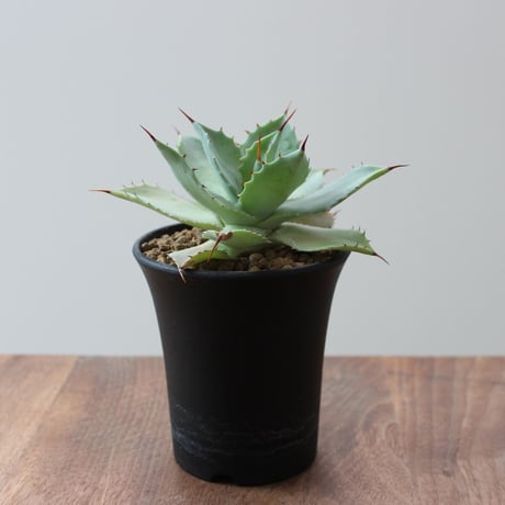 Agave Potatorum