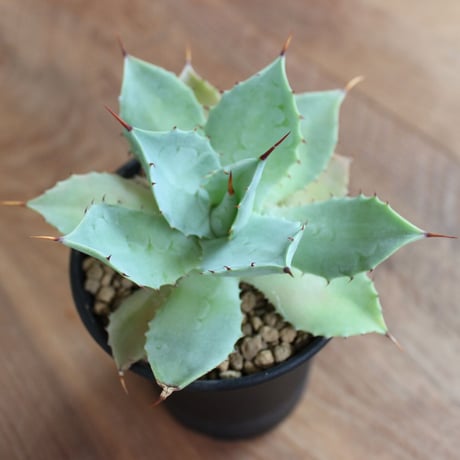 Agave Potatorum
