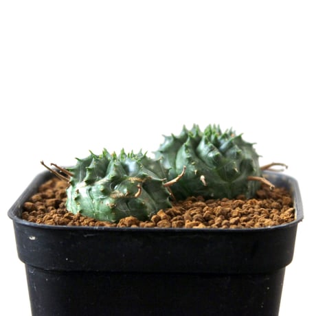 Euphorbia valida