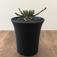 Euphorbia Flanaganii