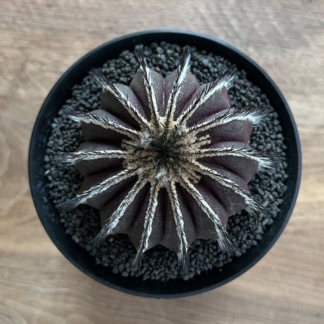 Uebelmannia Pectinifera