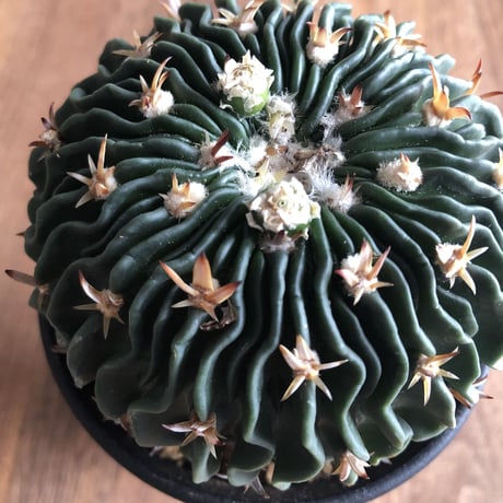 Echinofossulocactus multicostutus var. elegans