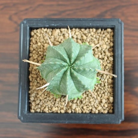 Euphorbia Valida