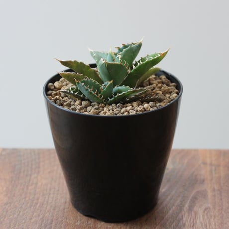 Agave Titanota FO-076