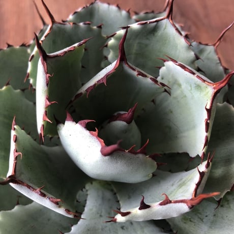 Agave potatorum 'Kissho Kan'