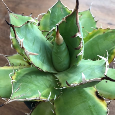 Agave Titanota