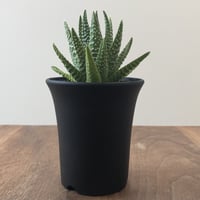 Haworthia