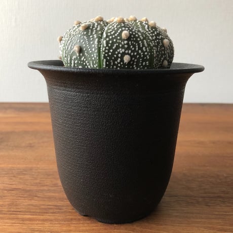 Astrophytum asterias