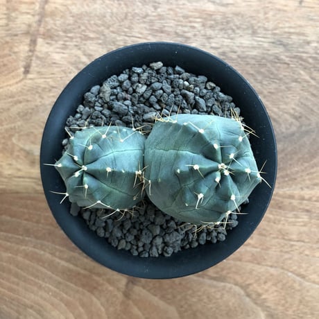 Echinocereus knippelianus