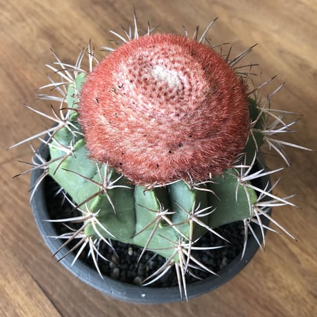 Melocactus