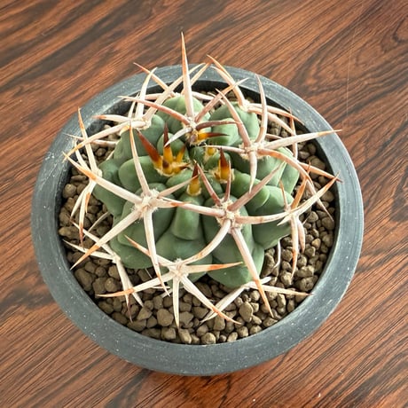 Gymnocalycium Ferosior